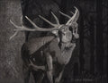 "Forest Song" (elk), 11x14", original scratchboard