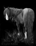 "Looking Back" (wild horse of the Onaqui band in West desert Utah), 14x11" original scratchboard;