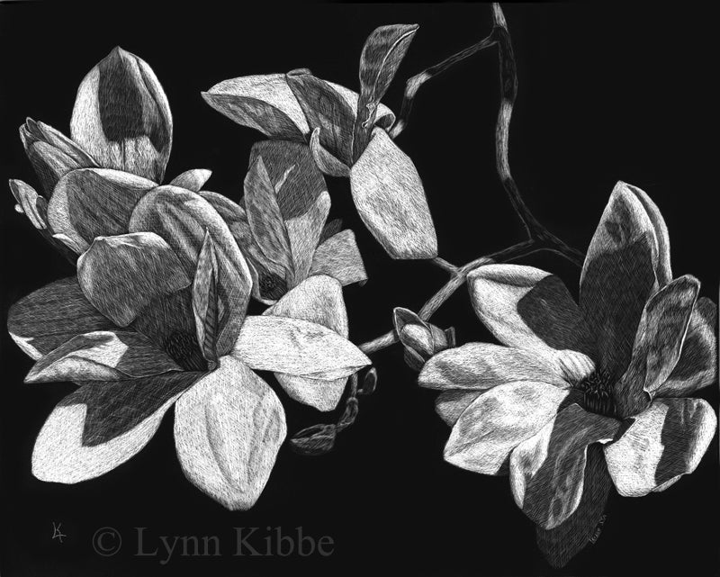 "Magnolias," 8x10" original scratchboard