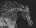 "Midnight in Motion" (horse), 11x14" original scratchboard