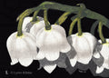 "Silent Bells" (Lily of the Valley), 5x7" original scratchboard