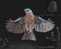 "Skybound Blue" (bluebird), 8x10", original scratchboard