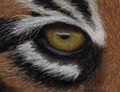 "Eye of the Tiger", PASTEL, 3.5x4"