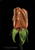 "Transformation Unfolding" (rose), 7x5" original scratchboard