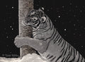 "Tree Hugger" (tiger), 12x16" original scratchboard