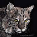 "Wild Gaze" (bobcat), 3.625" (mini) square, original scratchboard