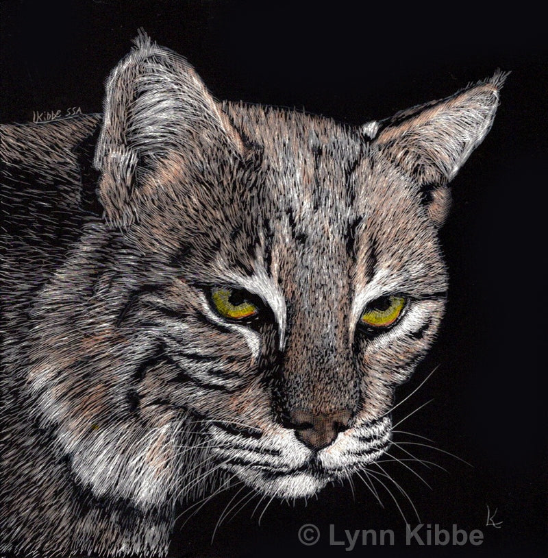 "Wild Gaze" (bobcat), 3.625" (mini) square, original scratchboard