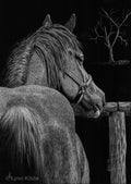 Anticipation" (horse), 7x5" original scratchboard